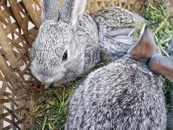 《Exoborne》招募测试玩家 末日背景生存撤离射击